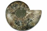 Cut & Polished Ammonite Fossil (Half) - Madagascar #329176-1